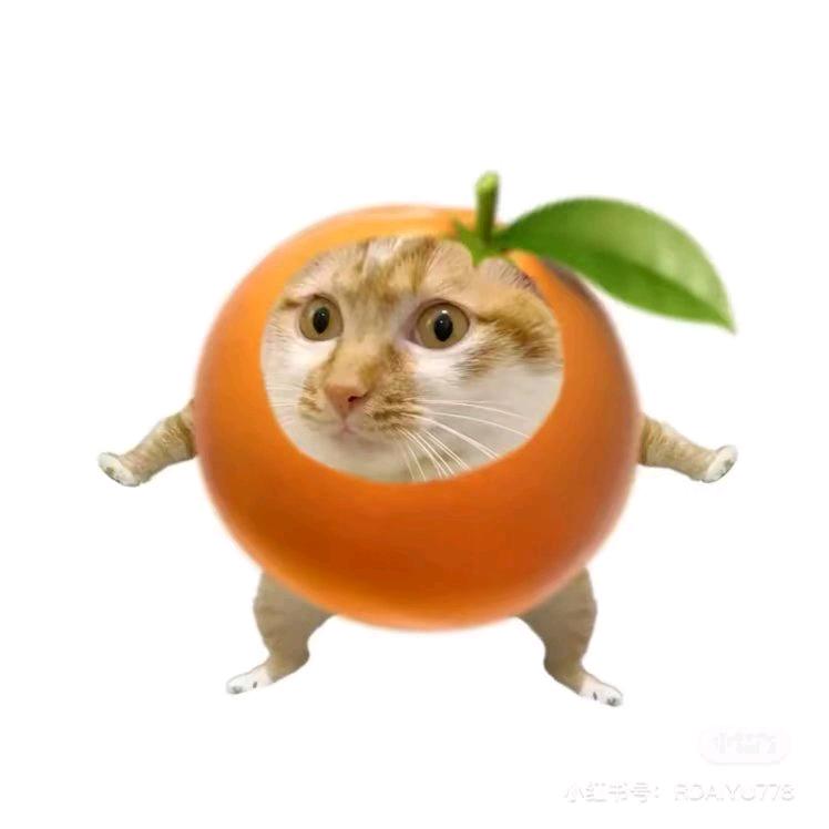 猫meme 动画手工制作