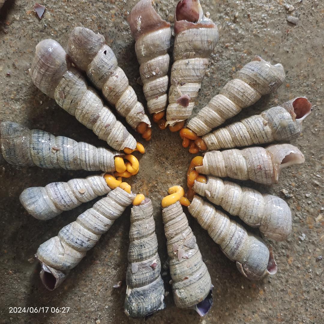 买卖海鲜♡开X5的周家二少