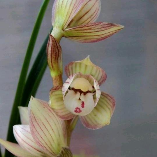 太平兰花、农特！