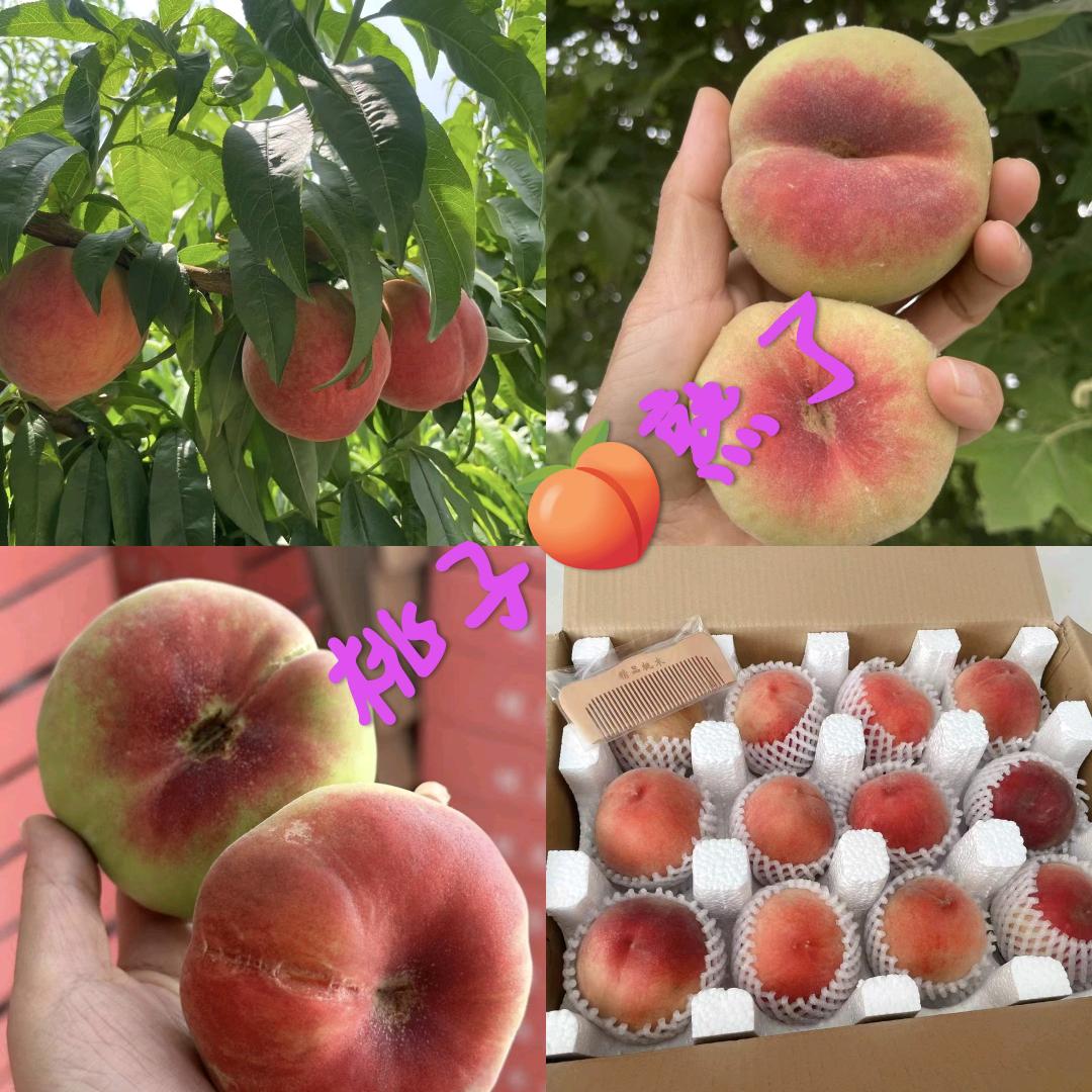 桃乡优品*肥城桃子熟了