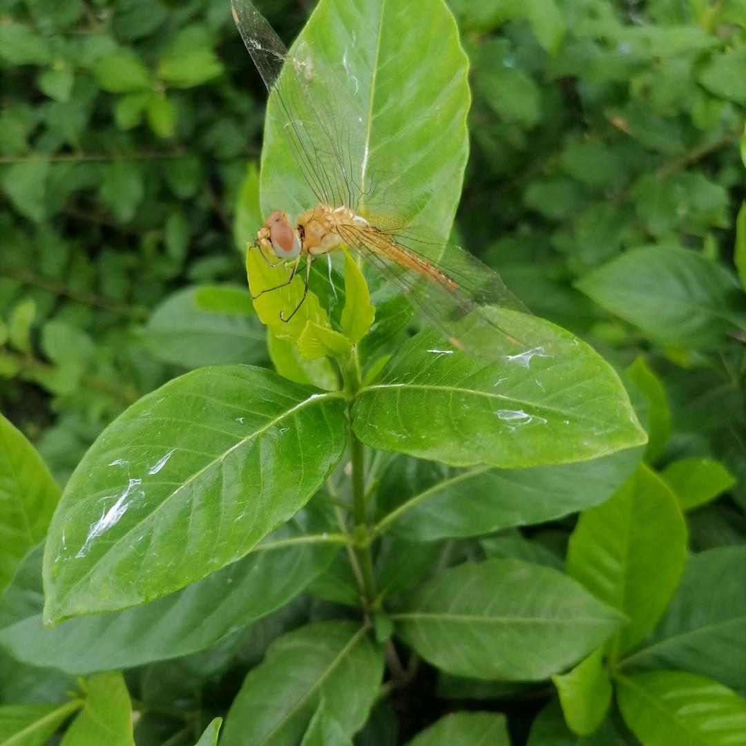 睡不醒的梦
