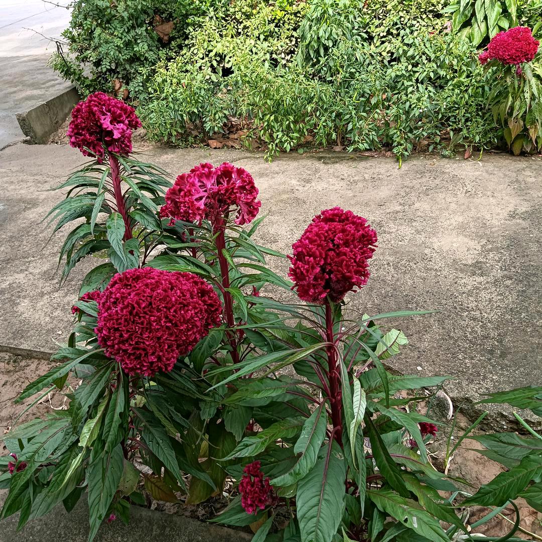 嘉熙奶奶（宝总建别墅）