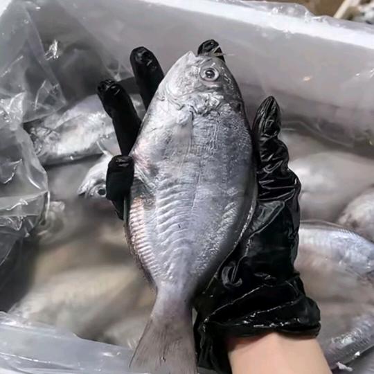 神泉港口阿麦海产