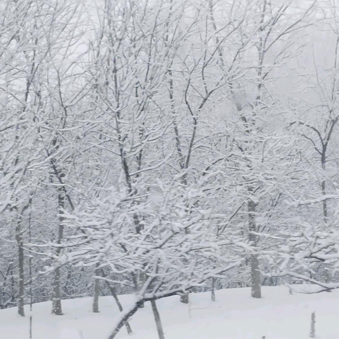 蛐蛐狂小子（宁津）