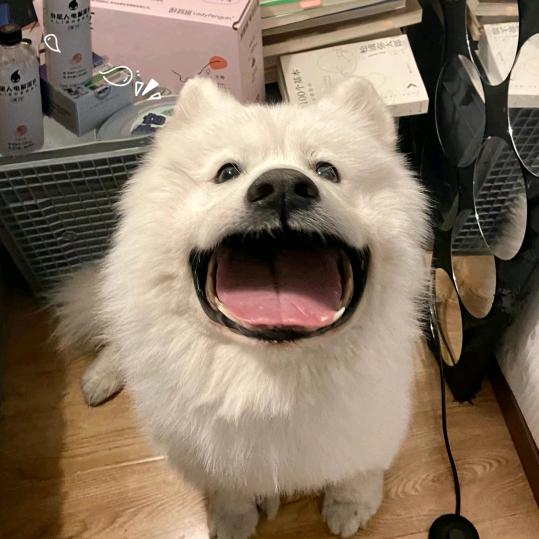 麻辣烫脑袋