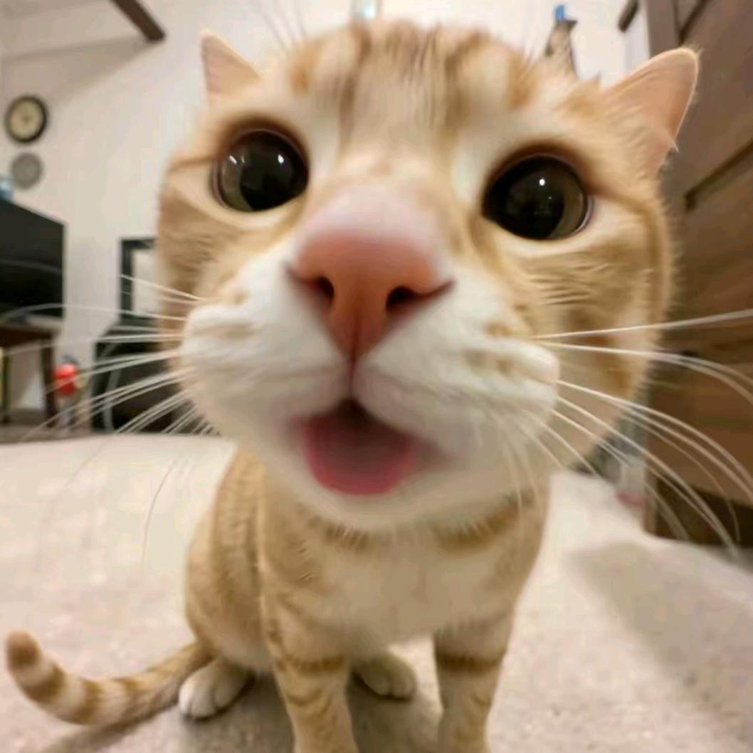 xz猫meme