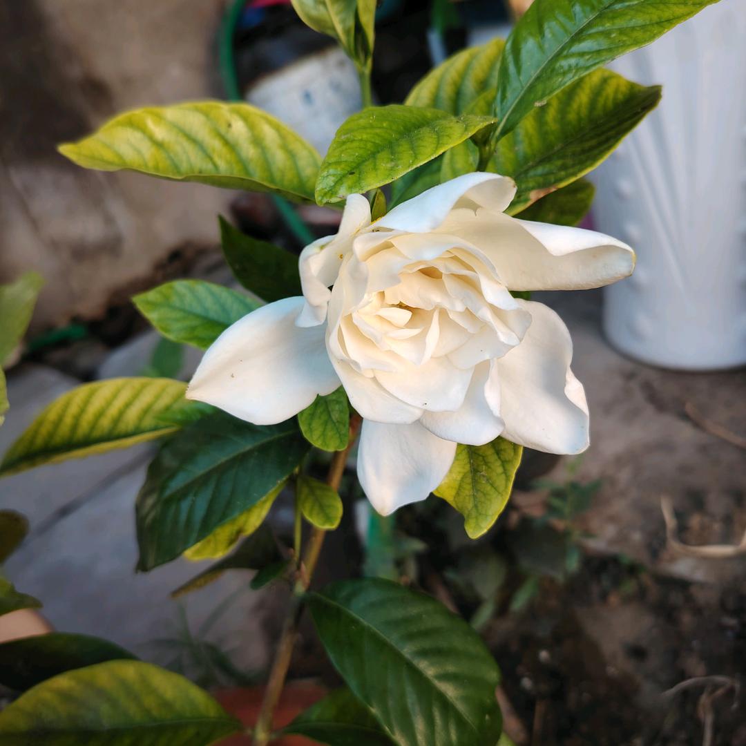 栀子花开