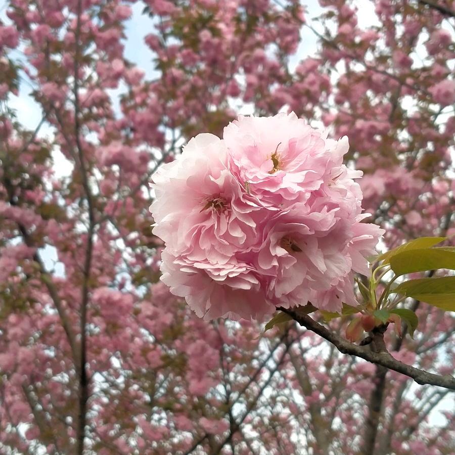 花好月圆