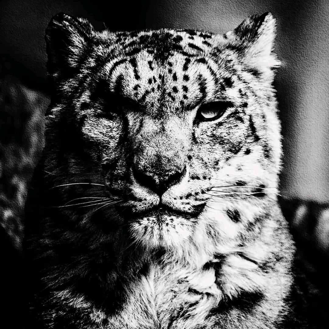 𝕤𝕒𝕟𝕘🐾