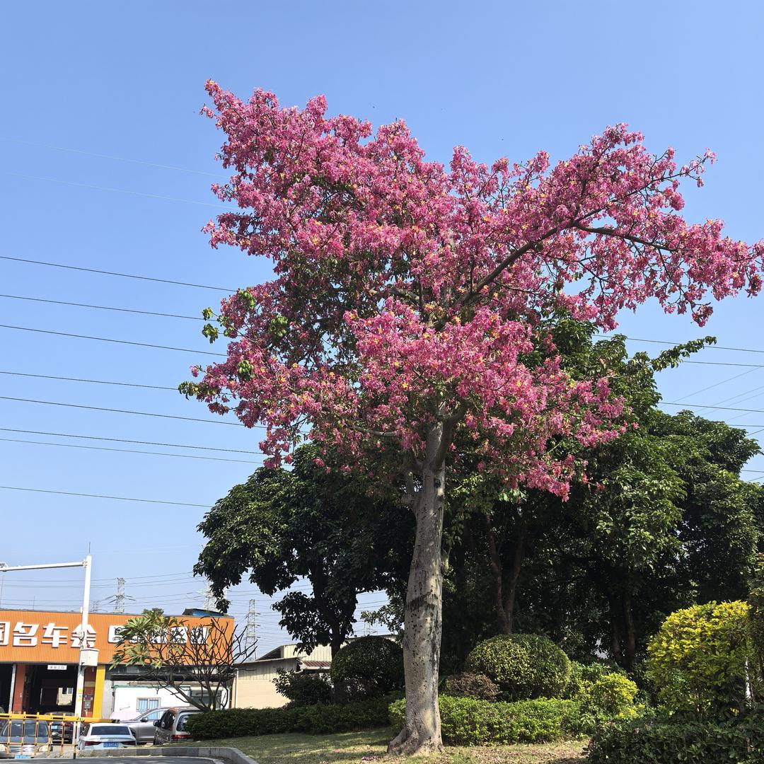 重生之二胎宝妈减肥逆袭人生