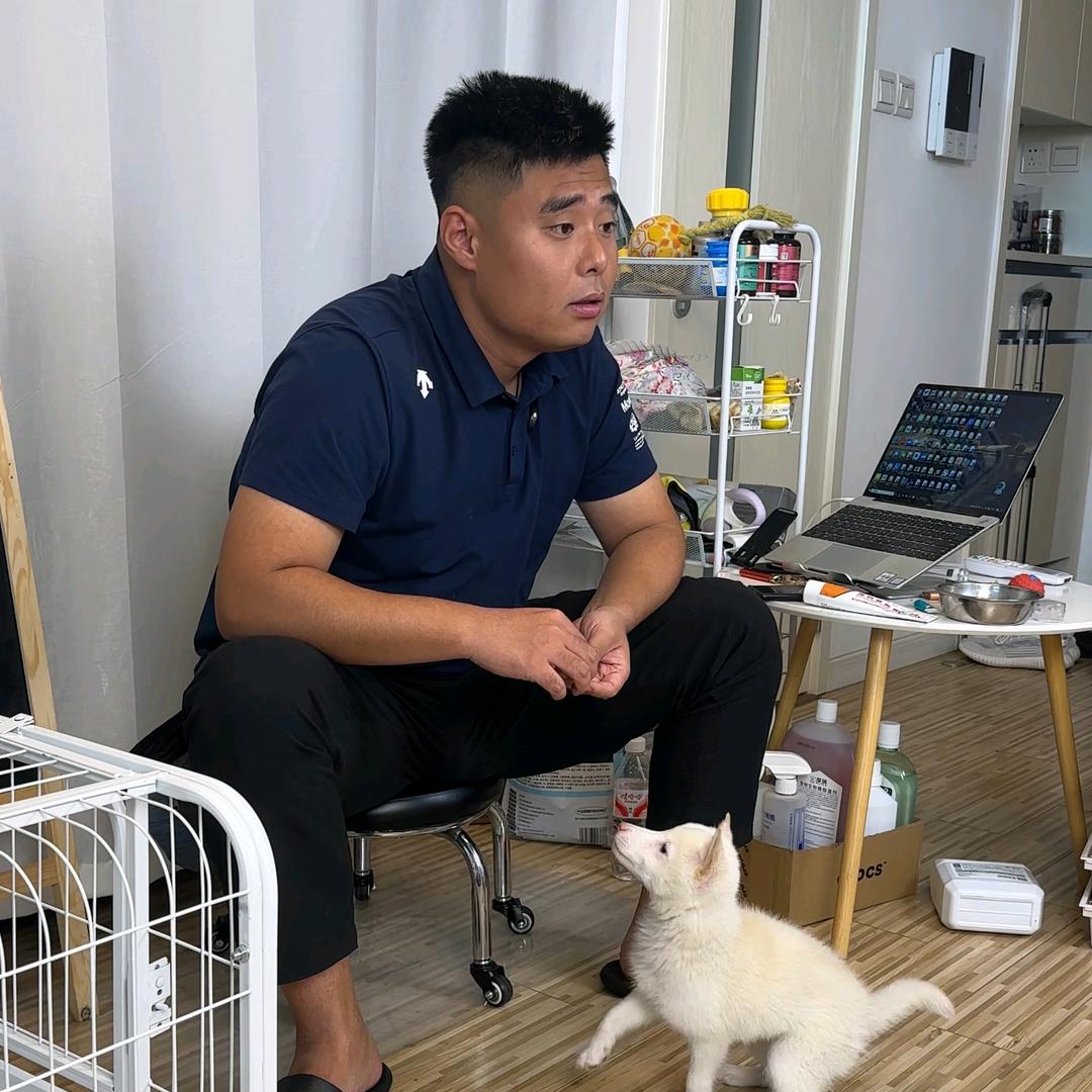 陈赫爱养狗