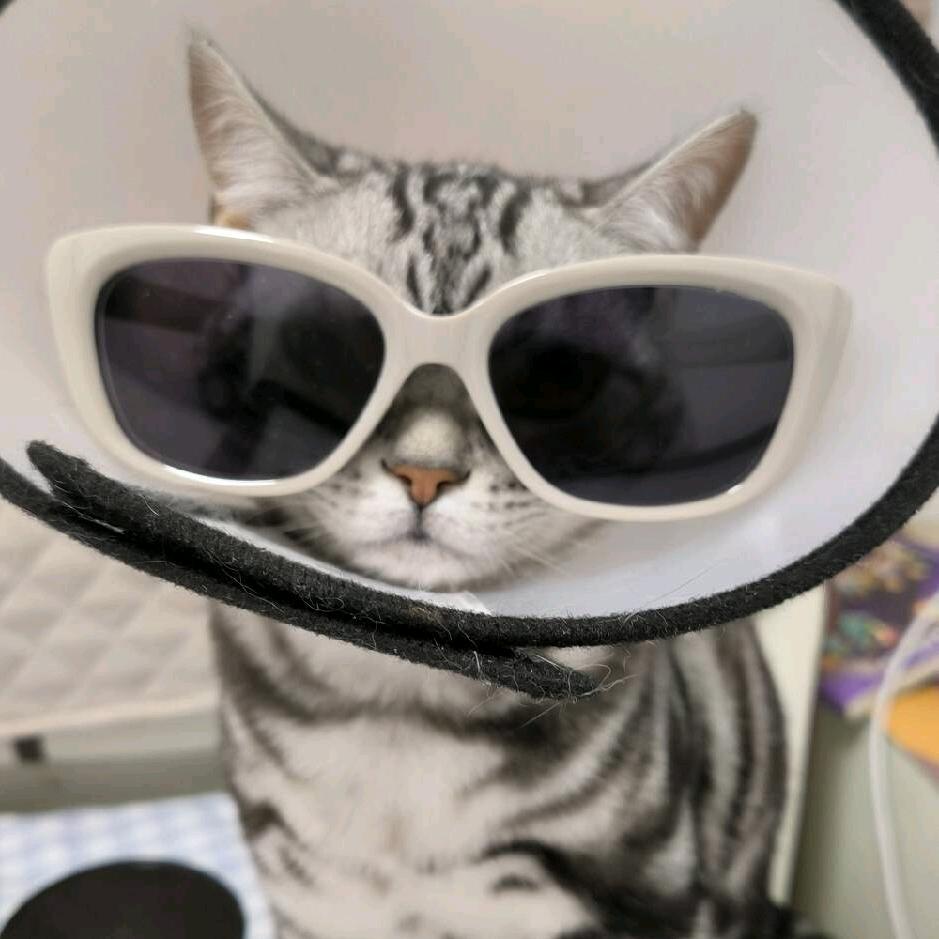 天天对鸡眼（站岗放哨版）