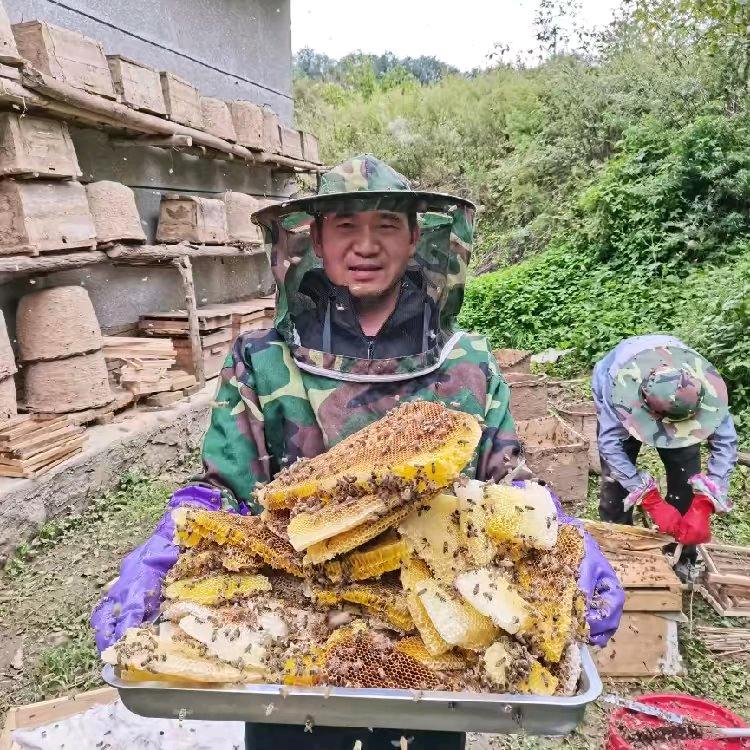 红儒秦岭土蜂蜜