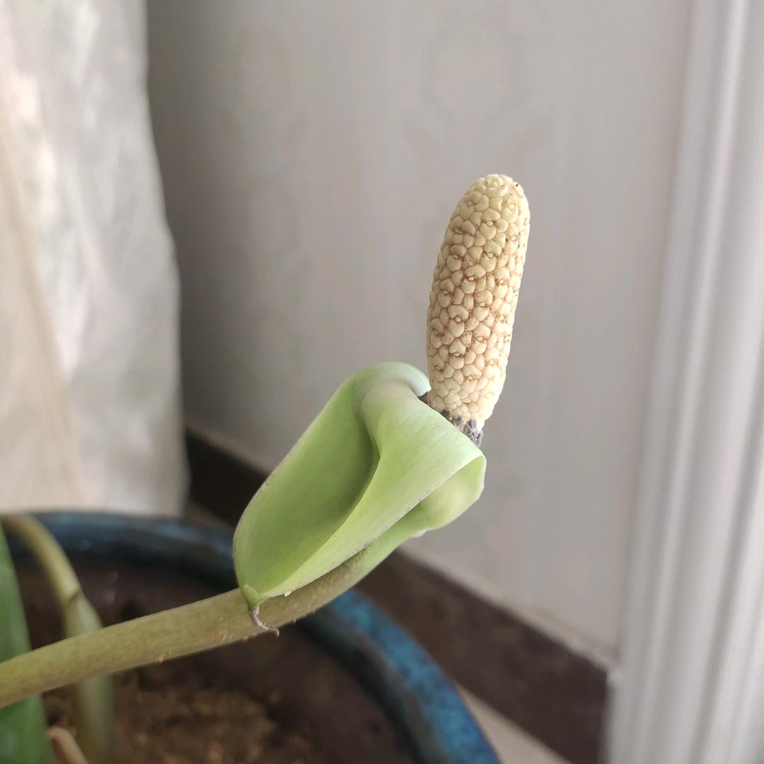 红尘客