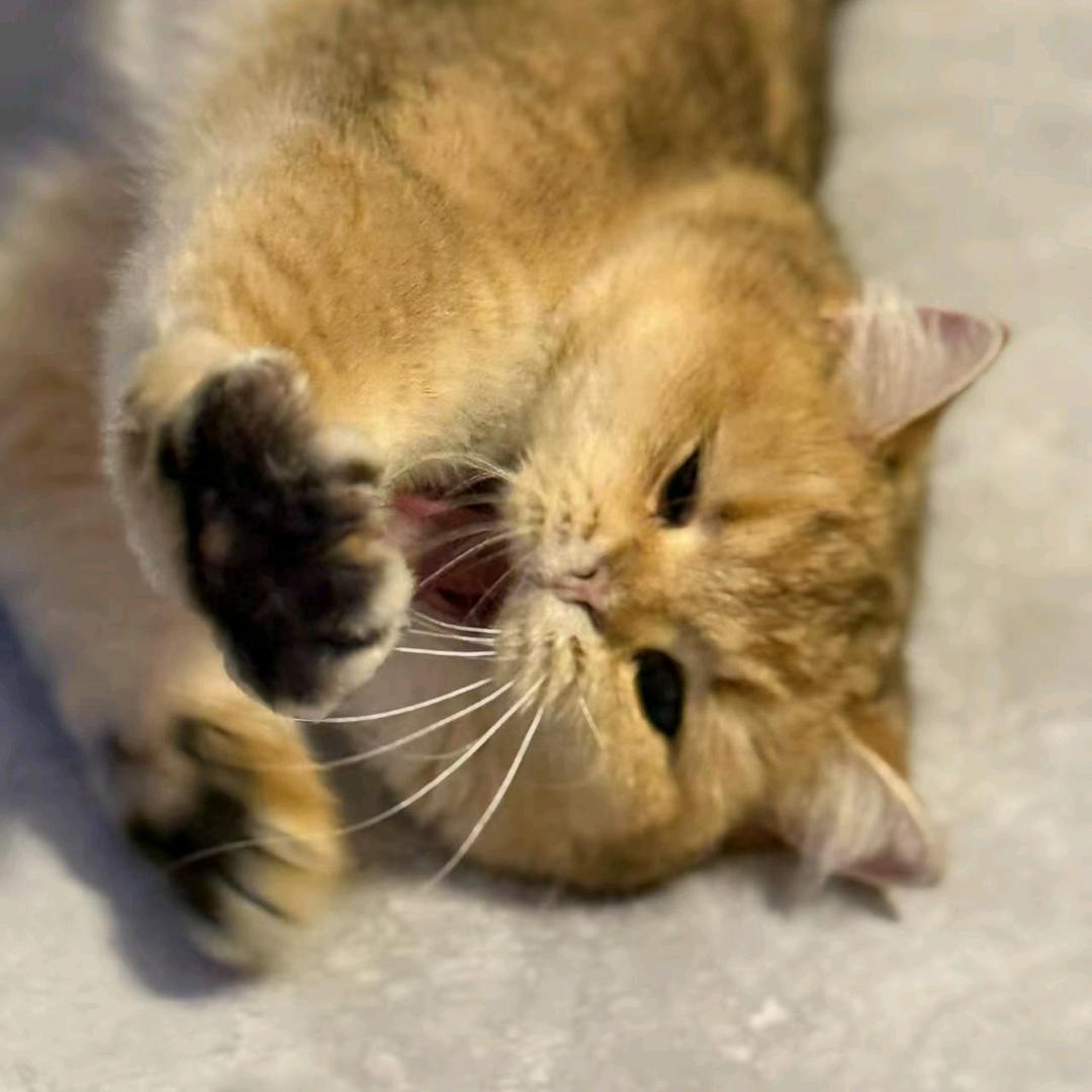 卖猫砂养三只猫