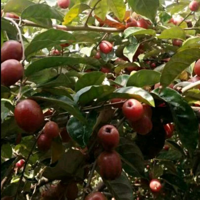 纯甜羊奶果嫁接苗