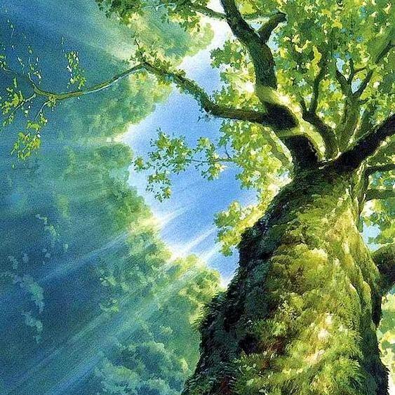 树夏🌳