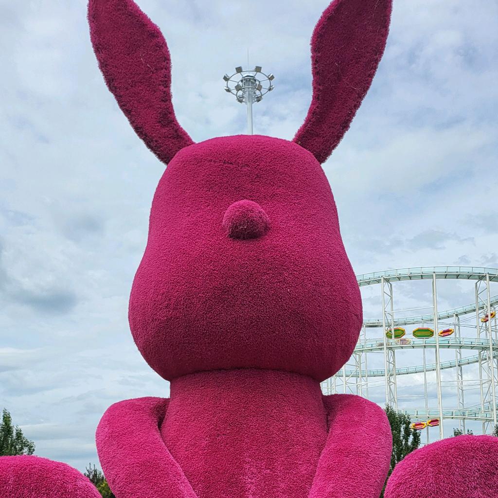 红鲤鱼绿鲤鱼与鱼