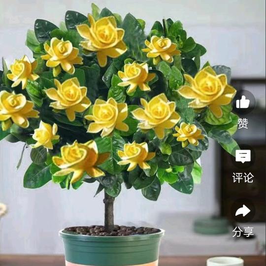 虚伪人生
