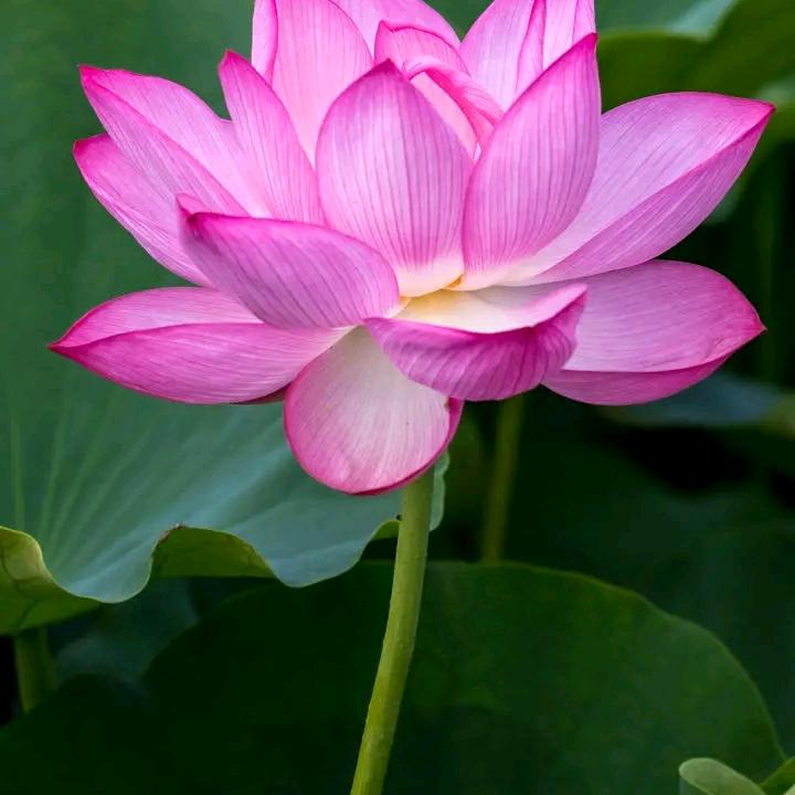 来去自由