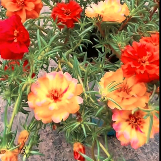 💐🌹🌹🌹玫瑰