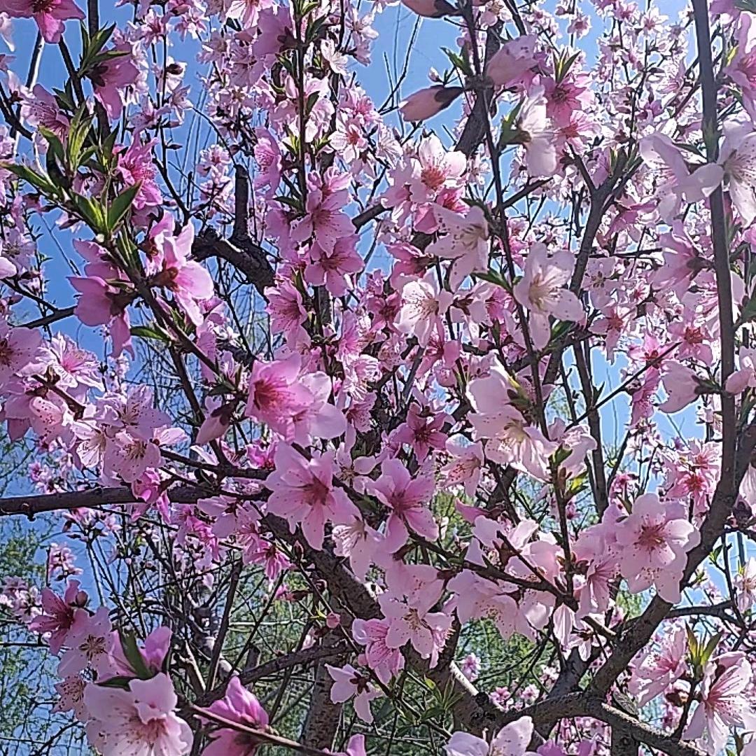 郁金香🌈🍑劉