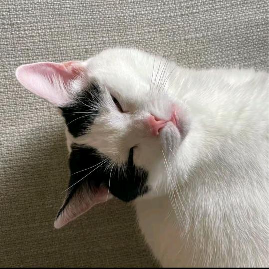 我一刀马刀死你