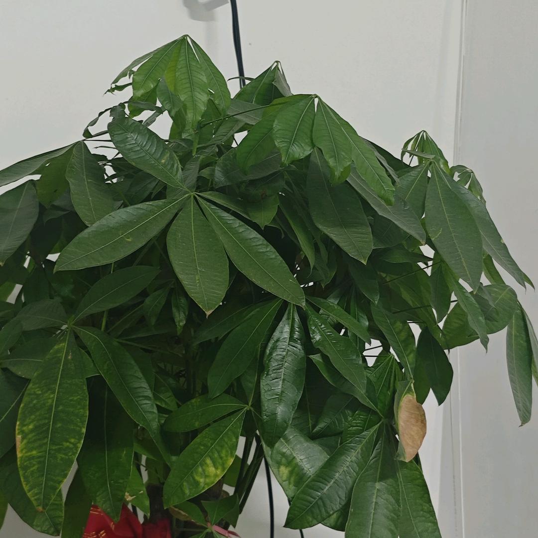 白菜葫芦