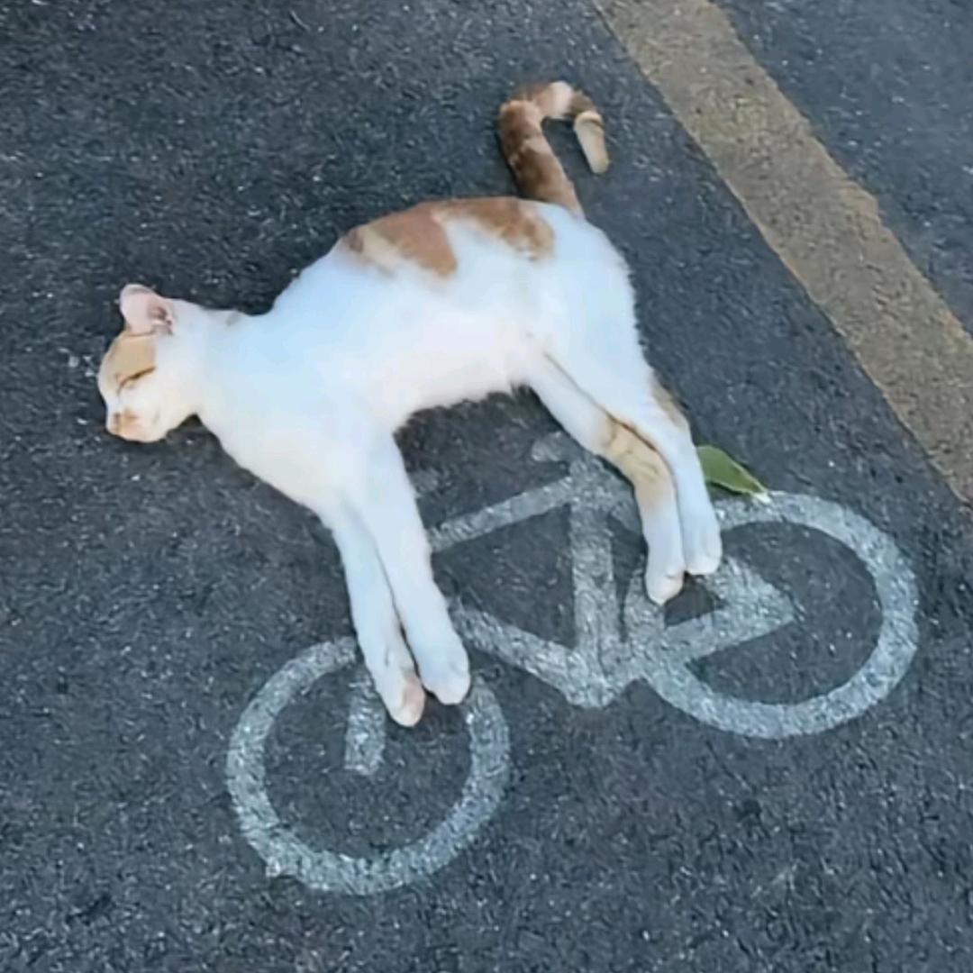 花生🥜