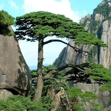 一帆风顺、蛇行天下