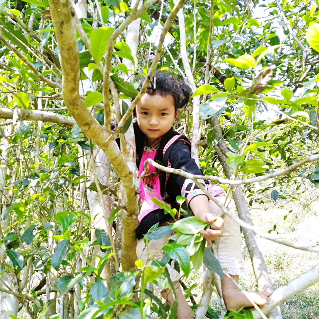 桃子山核心区33家之一