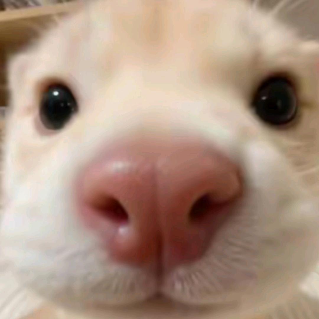 黑粥