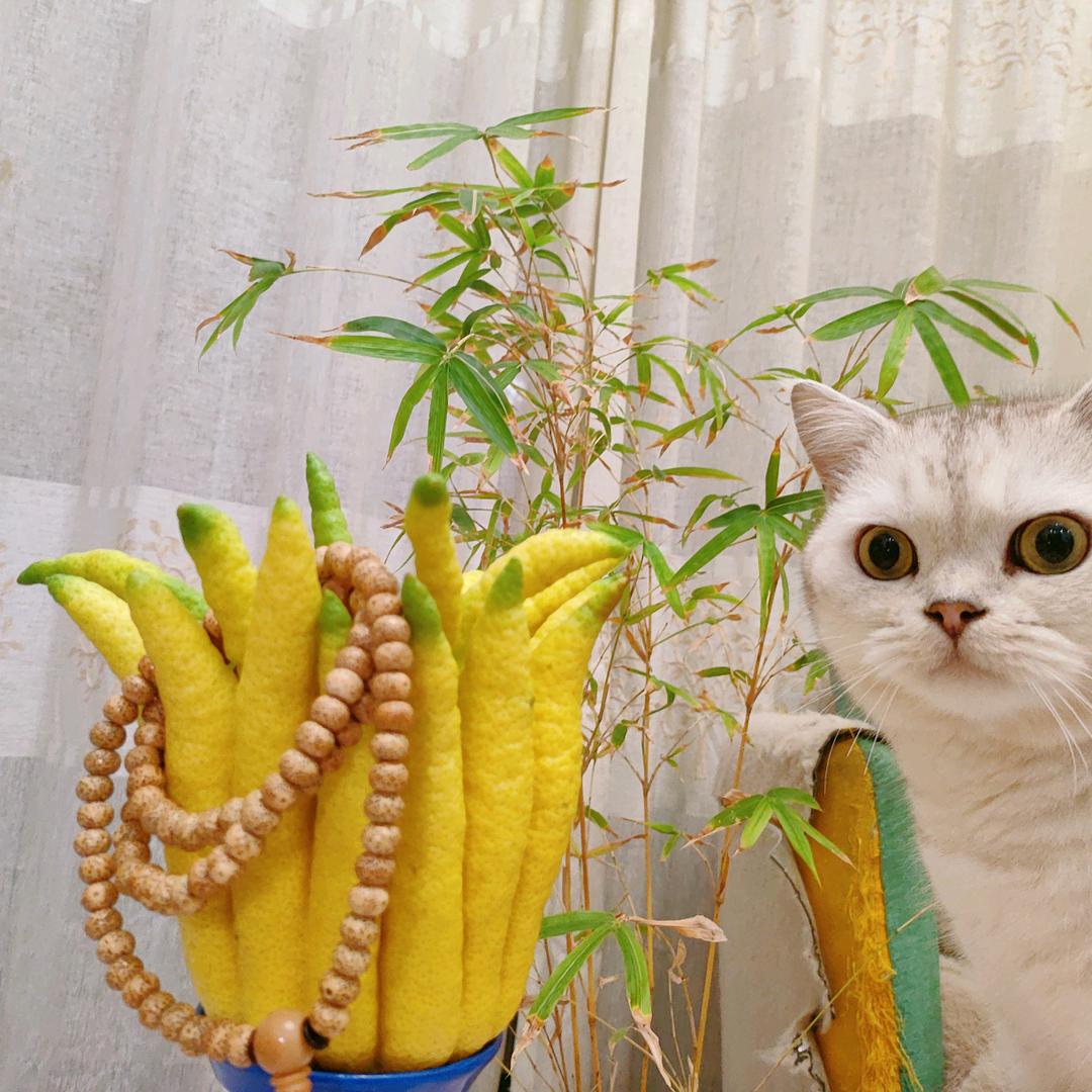 半掌禅心【佛手基地直发】