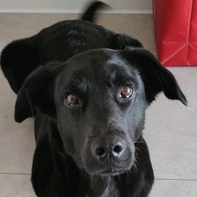 咖喱是只自由的狗子