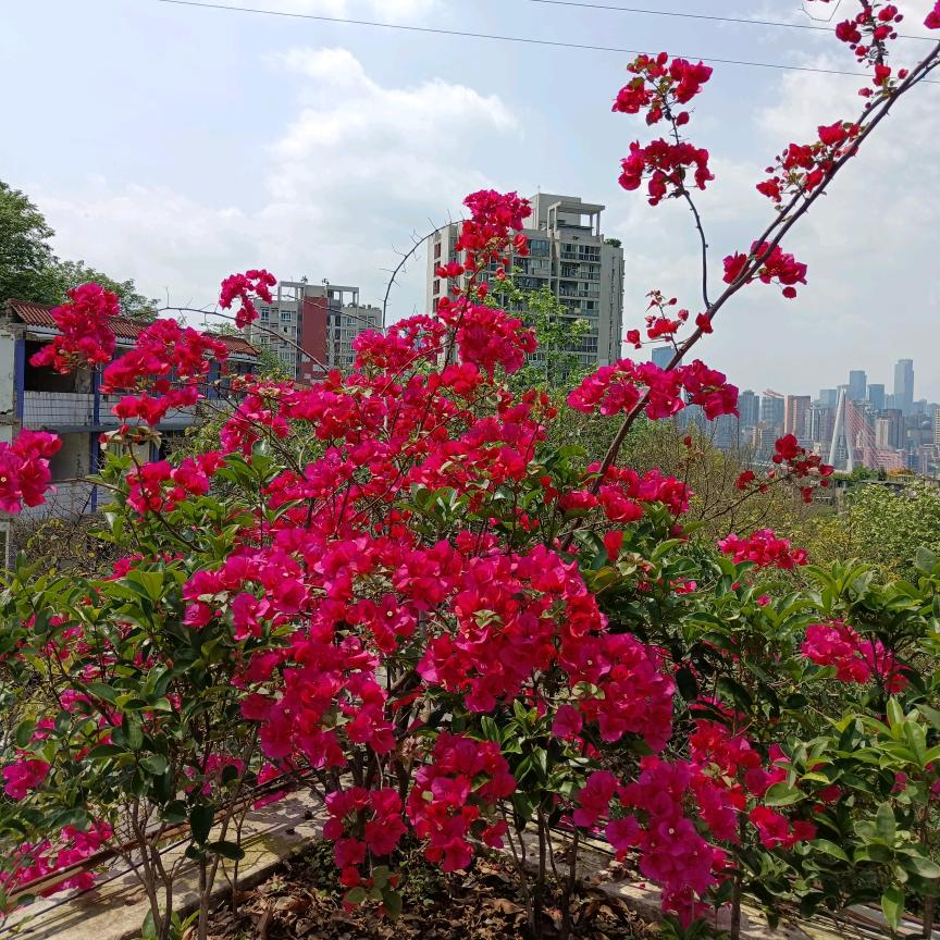 心宇