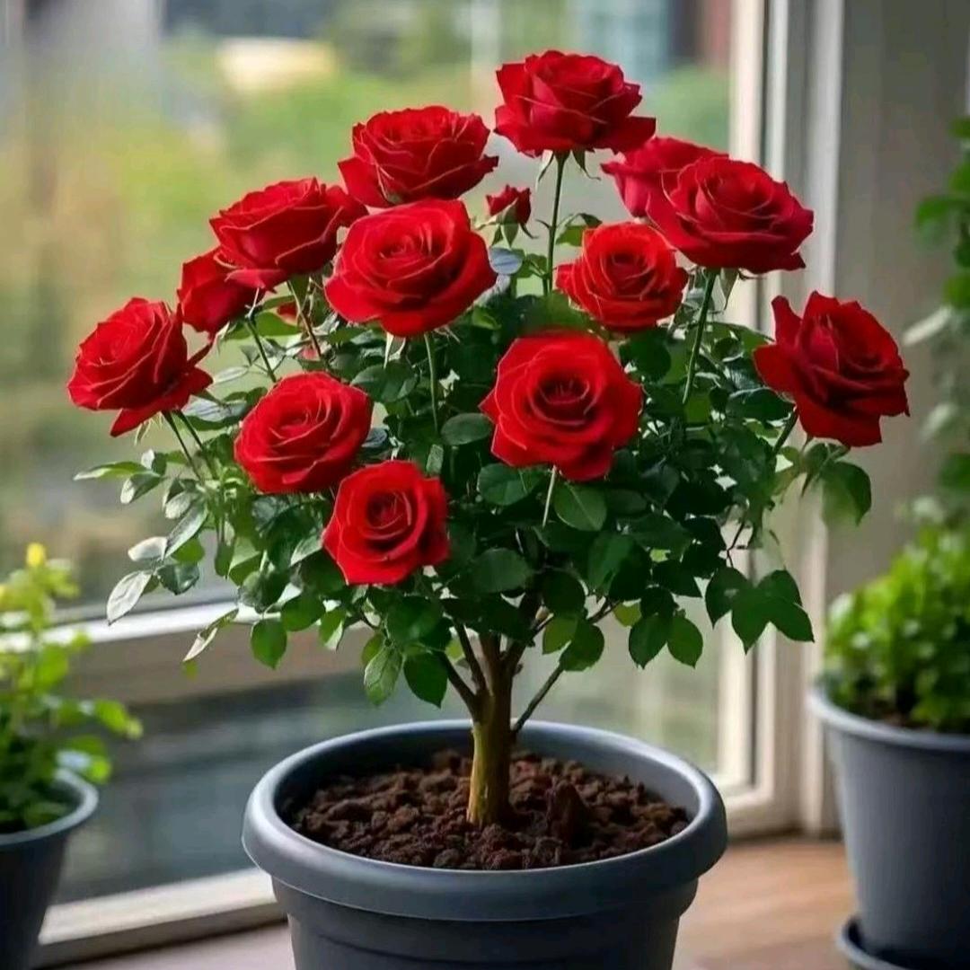 花与绿植