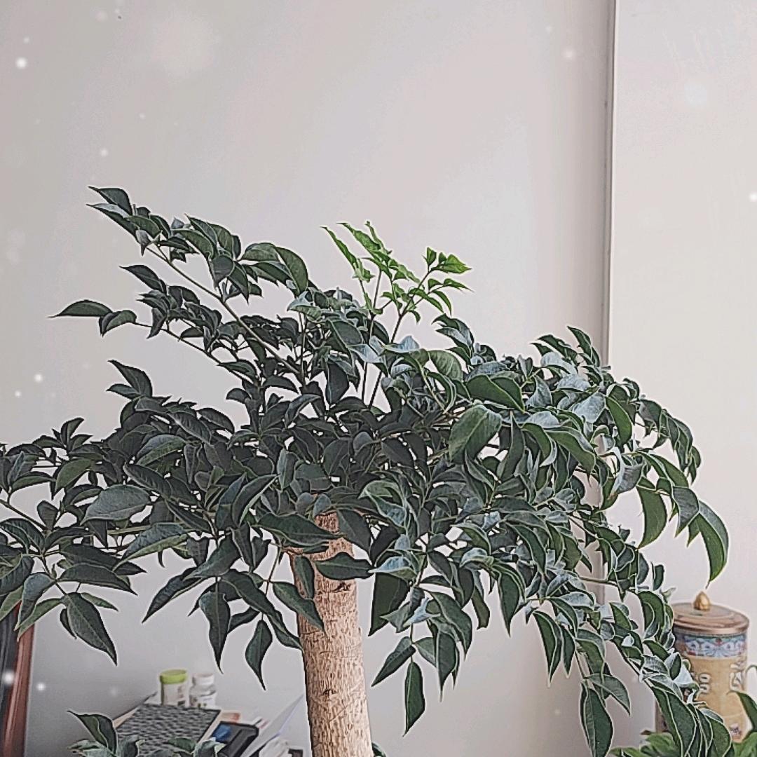 邳州体检戴大白