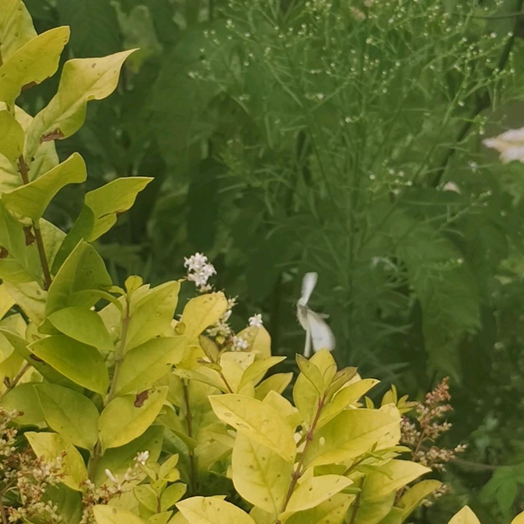 甜蜜陪伴。ƪ(˘⌣˘)ʃ优雅