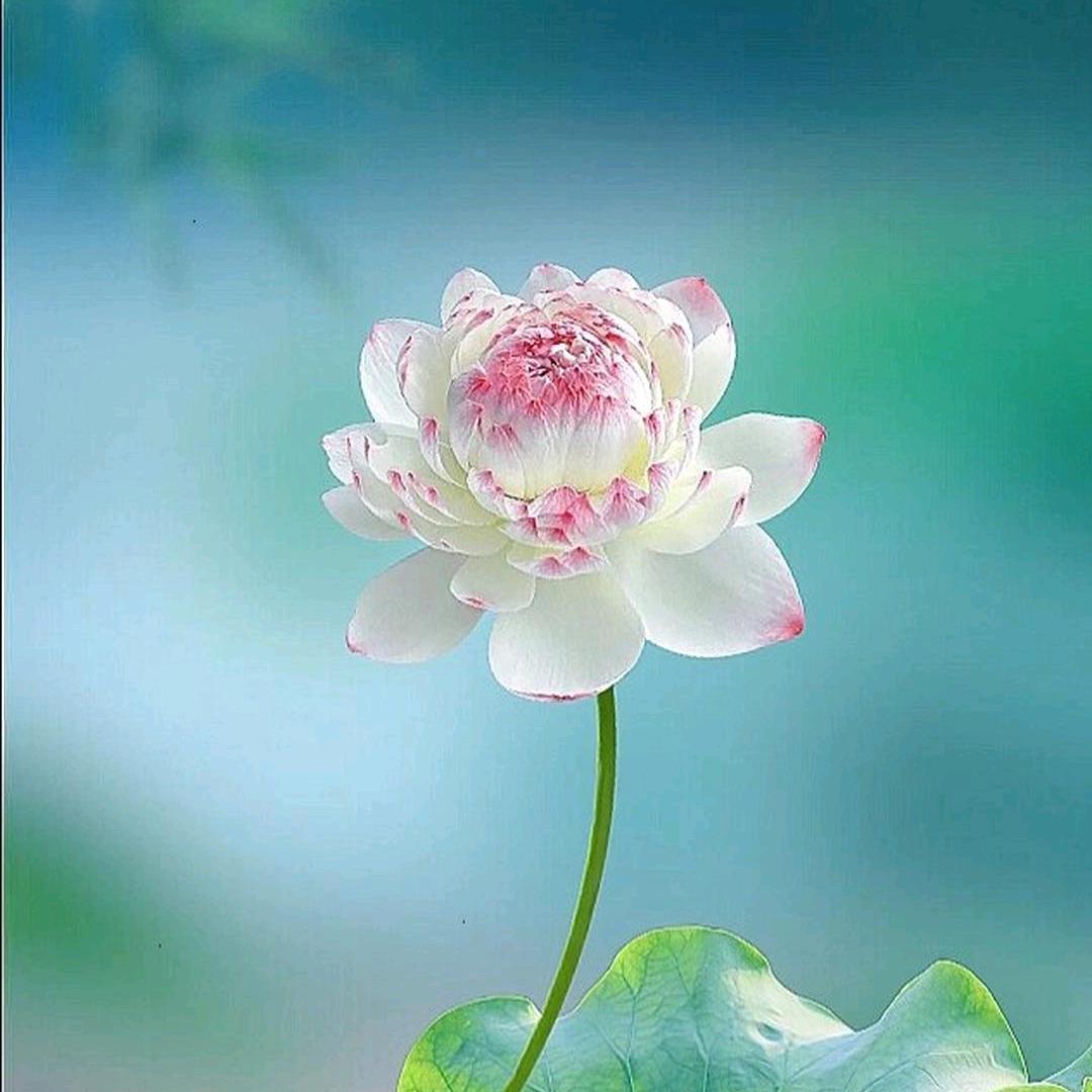 三缘阁工艺品店~莲花净欣
