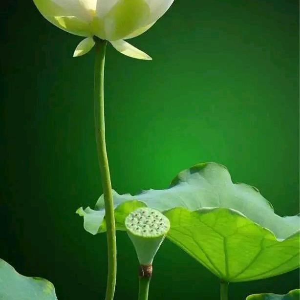 এº᭄爱菊儿༊ ړ