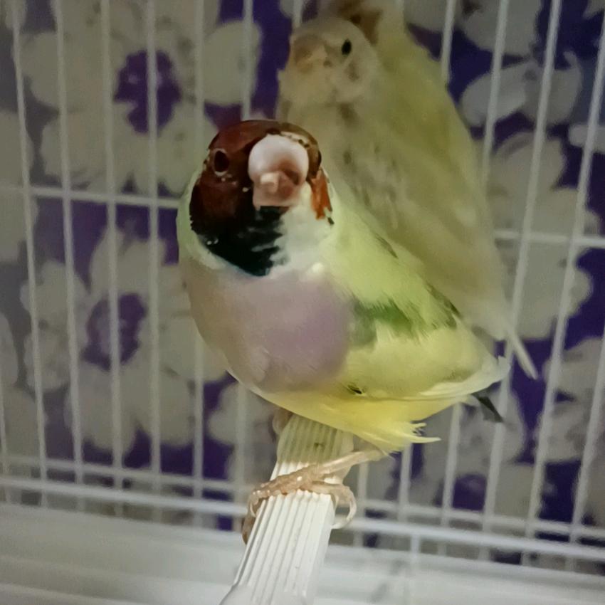 虾整虾玩—七彩文鸟