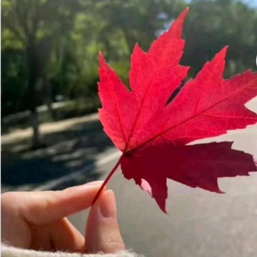 阿🌸🌸霞🌶️