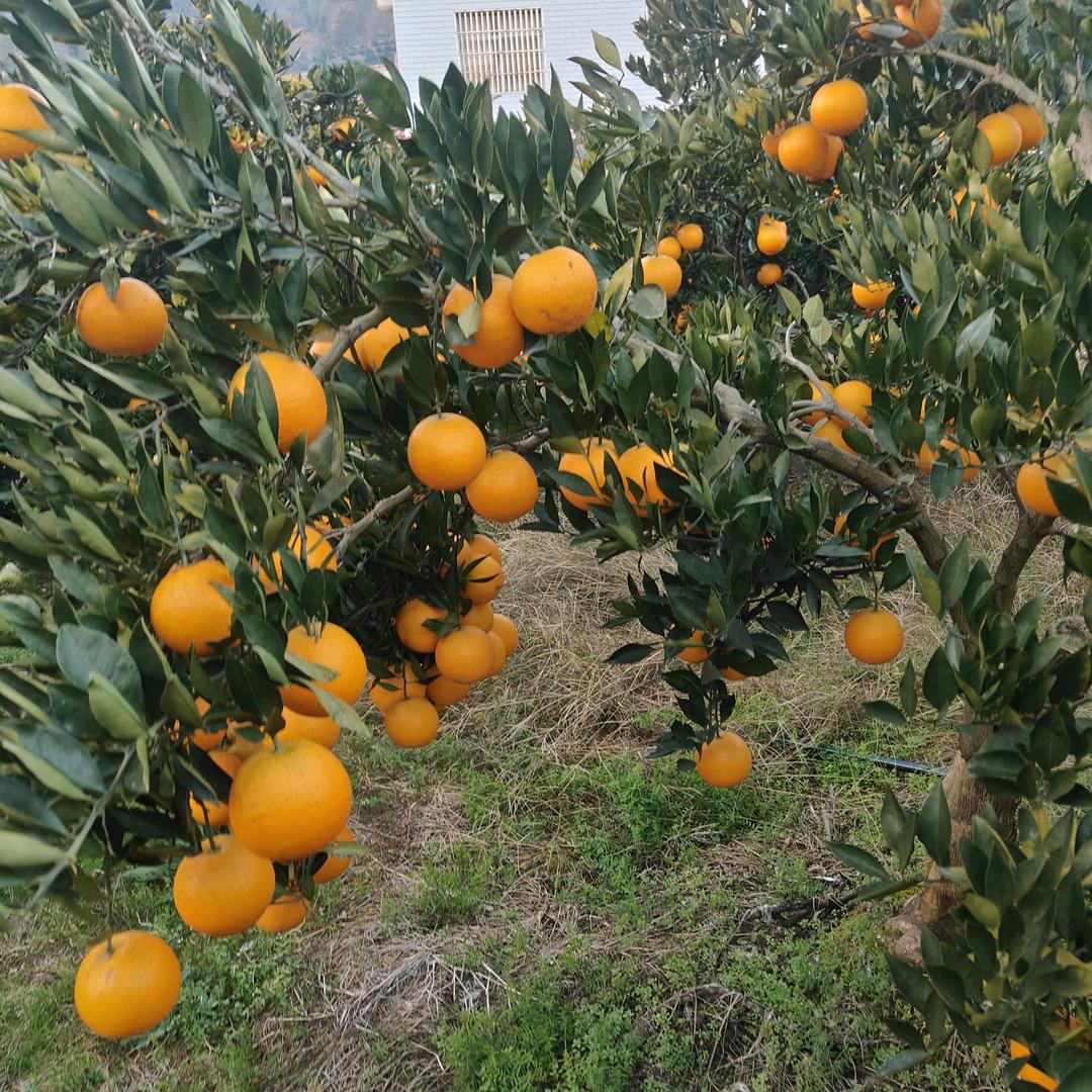 秭归九月红(代办)