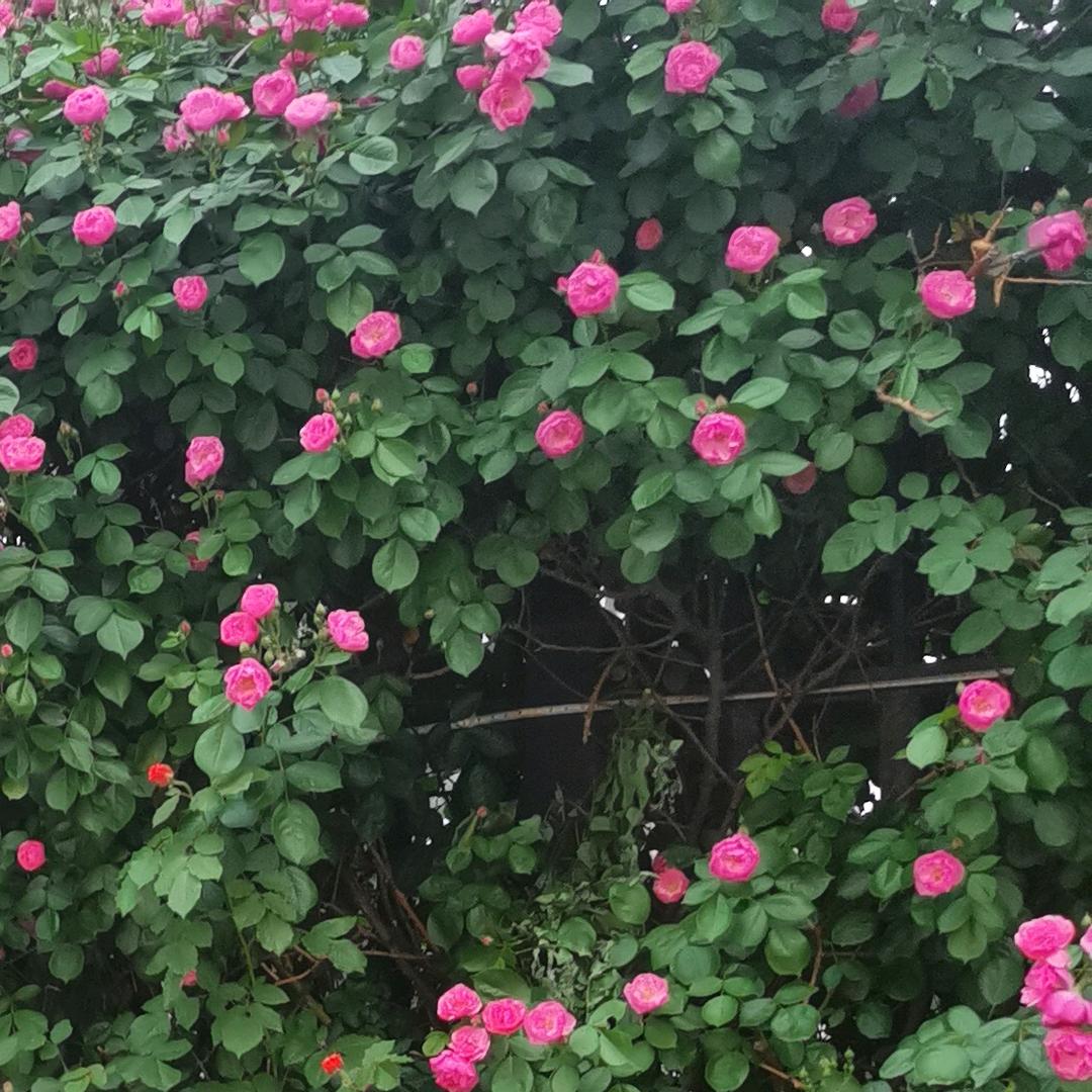 开心✧٩(ˊωˋ*)و✧