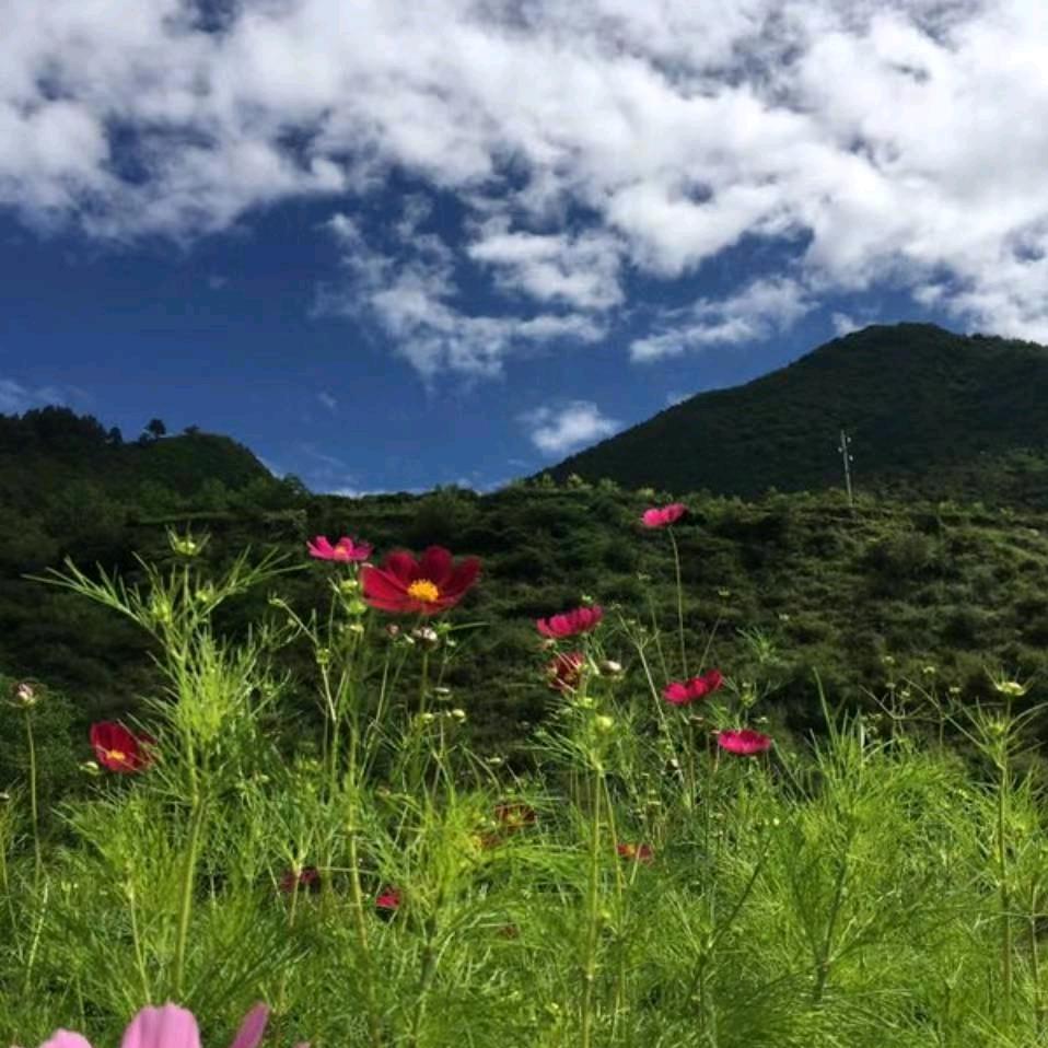 百香果