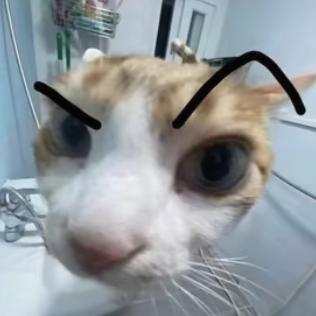 我的猫猫很可爱