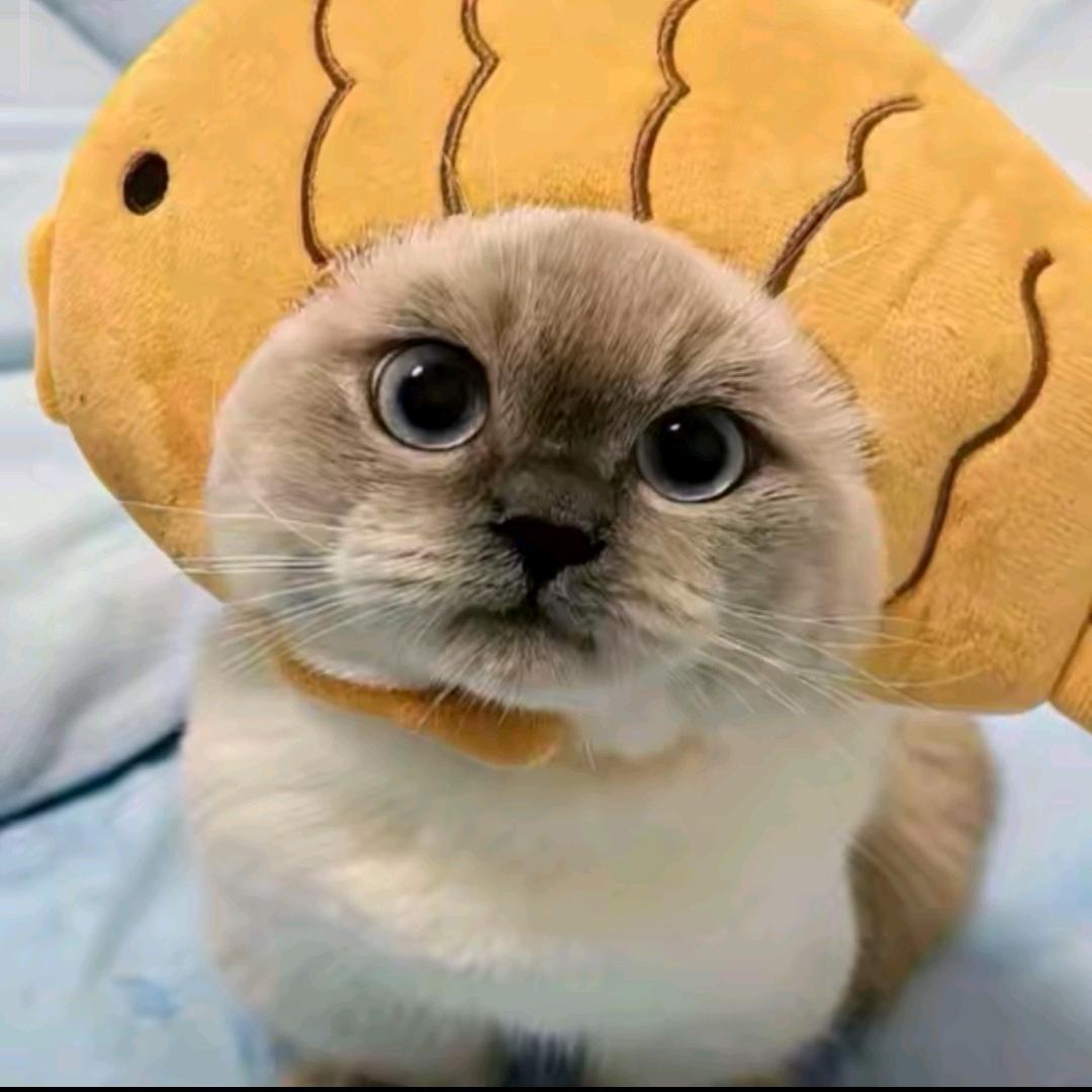 无双电竞（王者工作室）