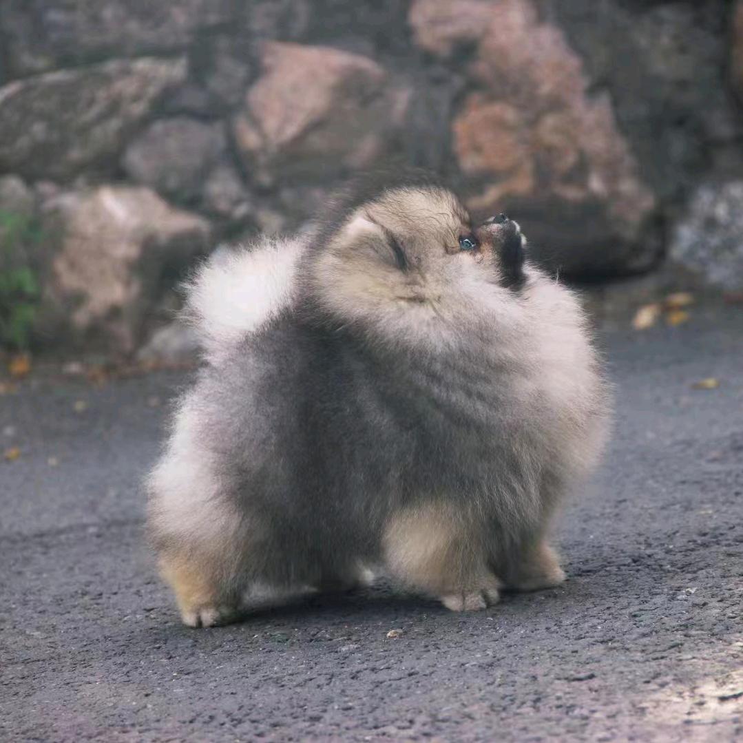 吉林市开心博美犬舍