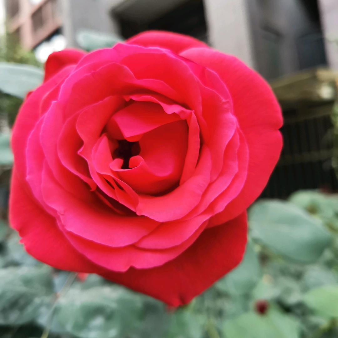 农村大姐    （拒绝私聊）