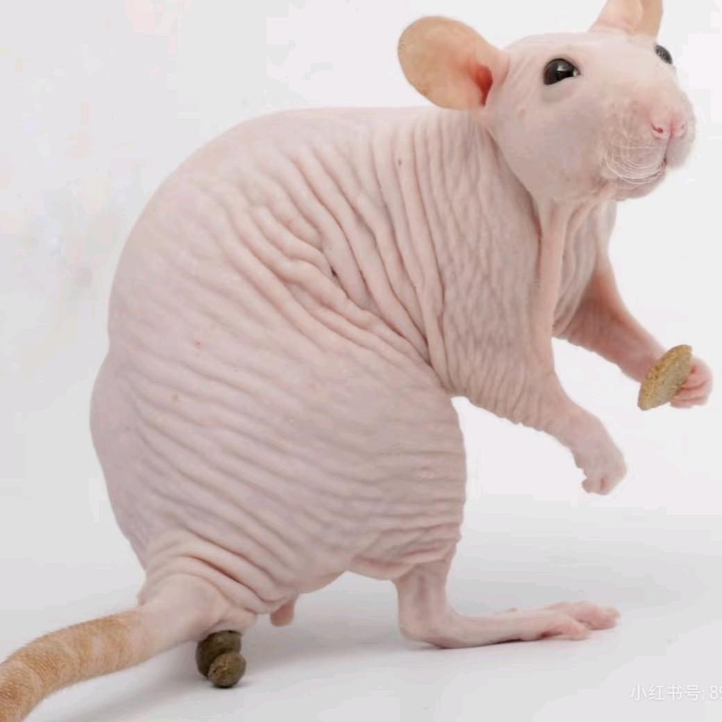 世上流泪小猫咪